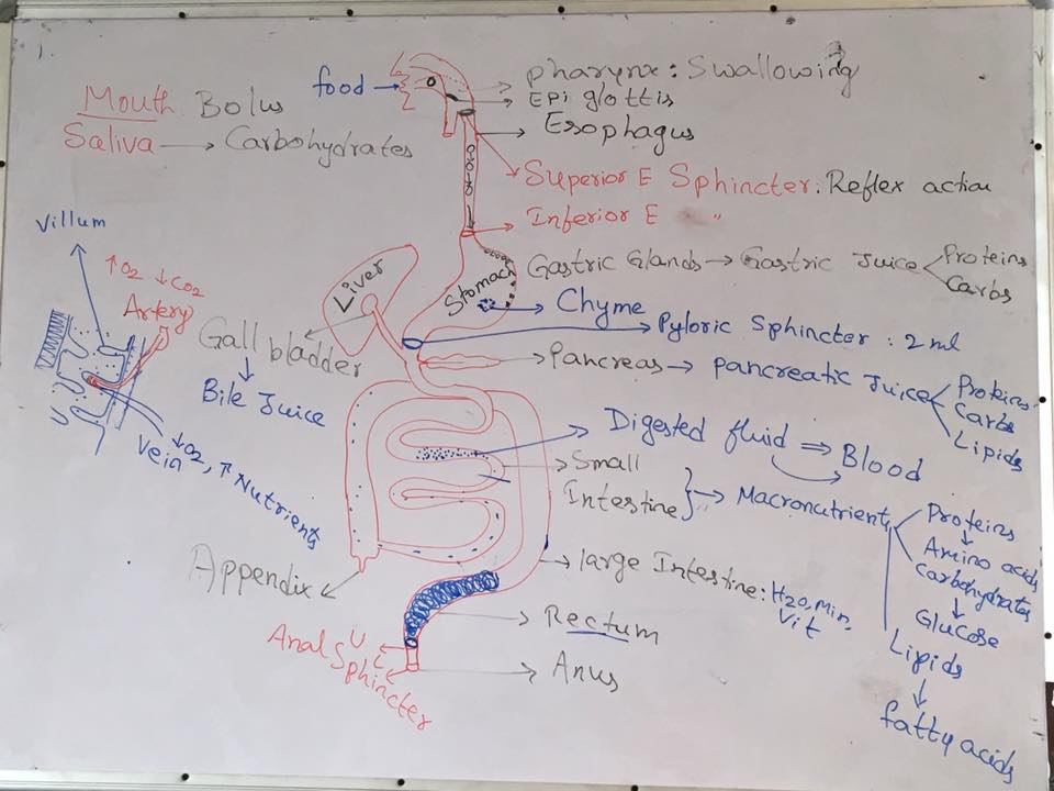 human anatomy in rishikul yogshala